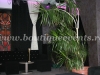planta